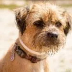 border terrier