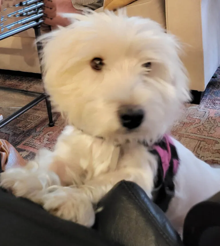 Chloe
