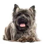 cairn terrier