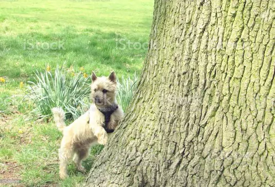 cairn by tree