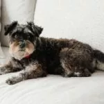 mini schnauzer