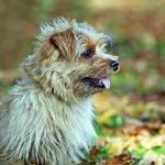 norfolk terrier