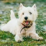 westie