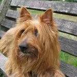 australian terrier