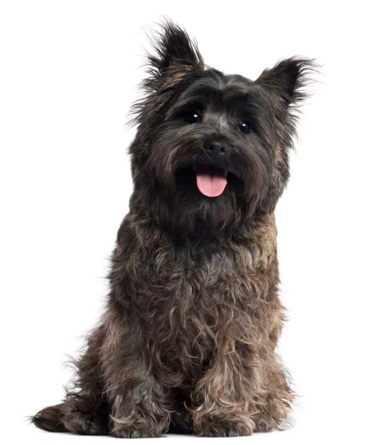 cairn terrier 8 months old sitting in front of w 2021 08 26 18 01 56 utc