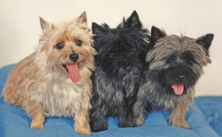 three adult cairns blue