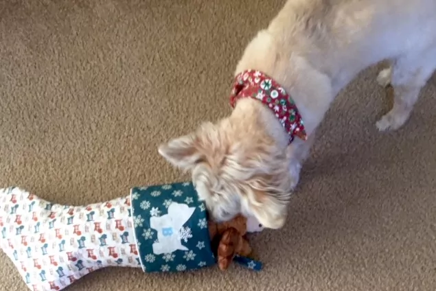 Terrier Christmas Stocking - Image 3